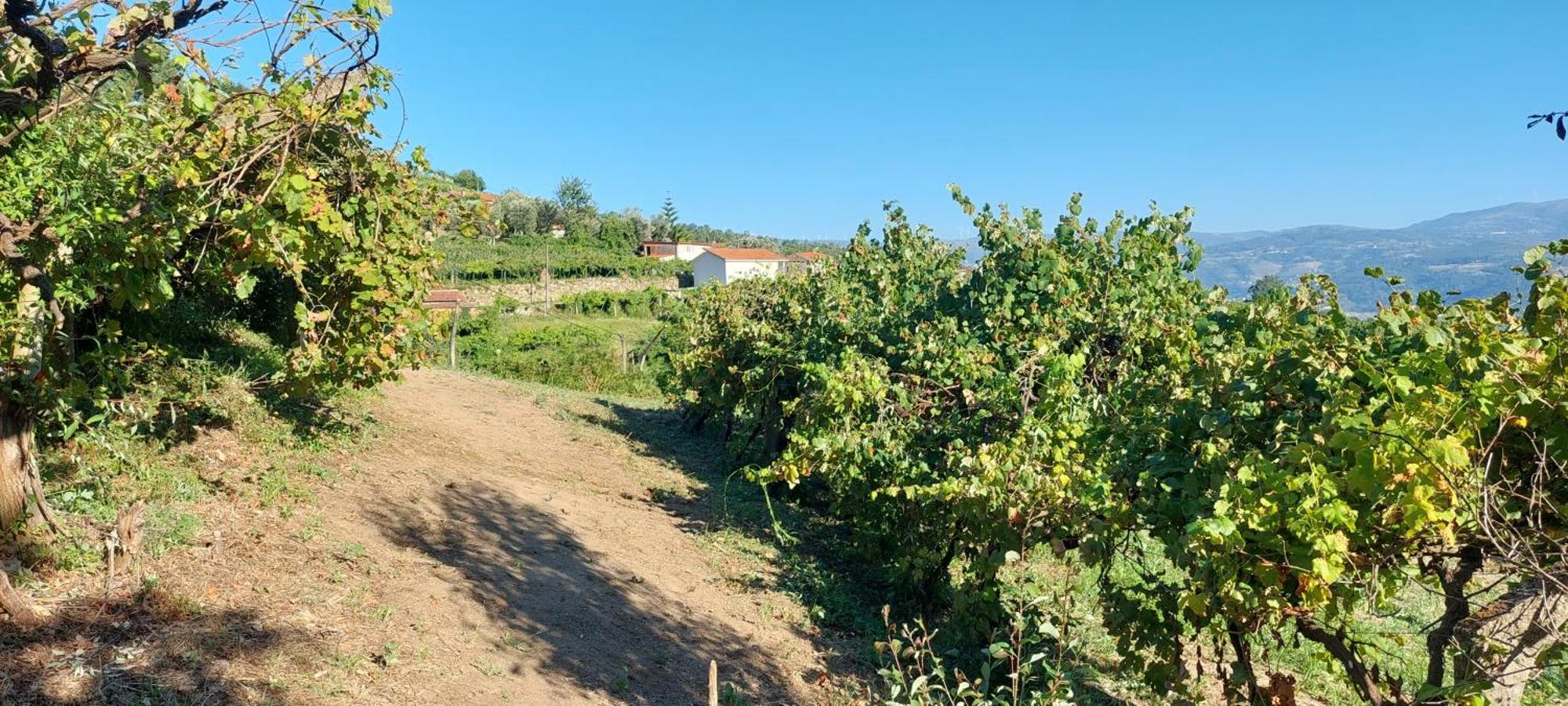 Quinta Dos Castros Douro Villa Baiao Ngoại thất bức ảnh